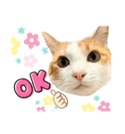 柴犬と猫⑤（個別スタンプ：4）