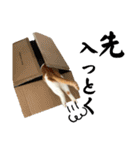 柴犬と猫⑤（個別スタンプ：5）