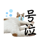 柴犬と猫⑤（個別スタンプ：6）