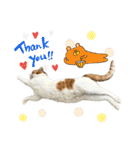 柴犬と猫⑤（個別スタンプ：7）