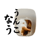 柴犬と猫⑤（個別スタンプ：8）