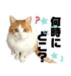 柴犬と猫⑤（個別スタンプ：9）