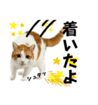 柴犬と猫⑤（個別スタンプ：12）