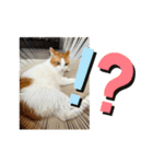 柴犬と猫⑤（個別スタンプ：13）