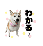 柴犬と猫⑤（個別スタンプ：14）
