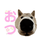 柴犬と猫⑤（個別スタンプ：15）
