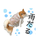 柴犬と猫⑤（個別スタンプ：16）