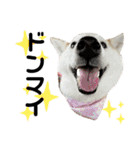 柴犬と猫⑤（個別スタンプ：18）