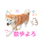柴犬と猫⑤（個別スタンプ：19）
