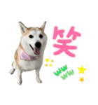 柴犬と猫⑤（個別スタンプ：22）