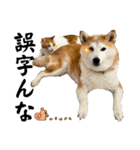 柴犬と猫⑤（個別スタンプ：23）