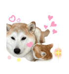柴犬と猫⑤（個別スタンプ：24）
