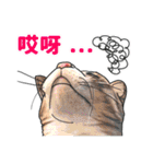 猫ねこ八極拳（中国語簡体字版）（個別スタンプ：23）