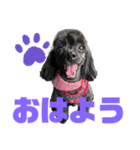 トイプードルとシーズーのMIX犬エマです‼︎（個別スタンプ：1）