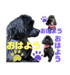 トイプードルとシーズーのMIX犬エマです‼︎（個別スタンプ：4）
