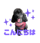 トイプードルとシーズーのMIX犬エマです‼︎（個別スタンプ：5）