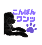 トイプードルとシーズーのMIX犬エマです‼︎（個別スタンプ：6）