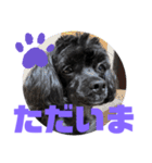 トイプードルとシーズーのMIX犬エマです‼︎（個別スタンプ：8）