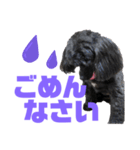 トイプードルとシーズーのMIX犬エマです‼︎（個別スタンプ：13）