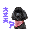 トイプードルとシーズーのMIX犬エマです‼︎（個別スタンプ：14）