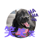 トイプードルとシーズーのMIX犬エマです‼︎（個別スタンプ：19）