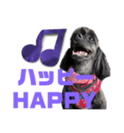 トイプードルとシーズーのMIX犬エマです‼︎（個別スタンプ：21）