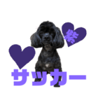 トイプードルとシーズーのMIX犬エマです‼︎（個別スタンプ：27）
