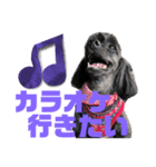 トイプードルとシーズーのMIX犬エマです‼︎（個別スタンプ：36）