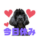 トイプードルとシーズーのMIX犬エマです‼︎（個別スタンプ：37）