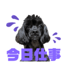 トイプードルとシーズーのMIX犬エマです‼︎（個別スタンプ：38）