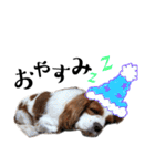 キャバリアのフレットくん（個別スタンプ：5）