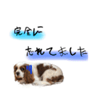 キャバリアのフレットくん（個別スタンプ：21）