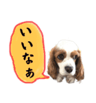 キャバリアのフレットくん（個別スタンプ：24）