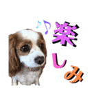 キャバリアのフレットくん（個別スタンプ：30）