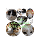 とにかく cats and dogs 2018.4〜2021.4（個別スタンプ：40）