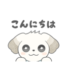 マルチーズのラテです。（個別スタンプ：1）