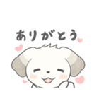 マルチーズのラテです。（個別スタンプ：3）