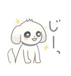 マルチーズのラテです。（個別スタンプ：15）