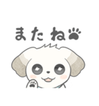 マルチーズのラテです。（個別スタンプ：16）