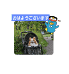 ぱぴぱぴパピヨン93（個別スタンプ：3）
