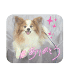 ぱぴぱぴパピヨン93（個別スタンプ：4）