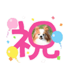 ぱぴぱぴパピヨン93（個別スタンプ：6）