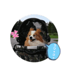 ぱぴぱぴパピヨン93（個別スタンプ：9）