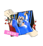 ぱぴぱぴパピヨン93（個別スタンプ：11）