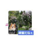 ぱぴぱぴパピヨン93（個別スタンプ：13）