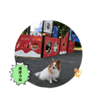 ぱぴぱぴパピヨン93（個別スタンプ：15）