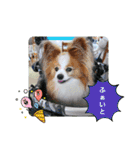 ぱぴぱぴパピヨン93（個別スタンプ：16）