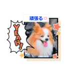 ぱぴぱぴパピヨン93（個別スタンプ：17）