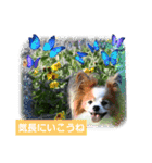 ぱぴぱぴパピヨン93（個別スタンプ：19）