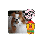 ぱぴぱぴパピヨン93（個別スタンプ：22）